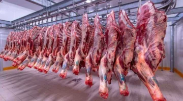 ما هو سعر البتلو اليوم؟.. أسعار اللحوم بتاريخ الثلاثاء 1 يوليو 2025