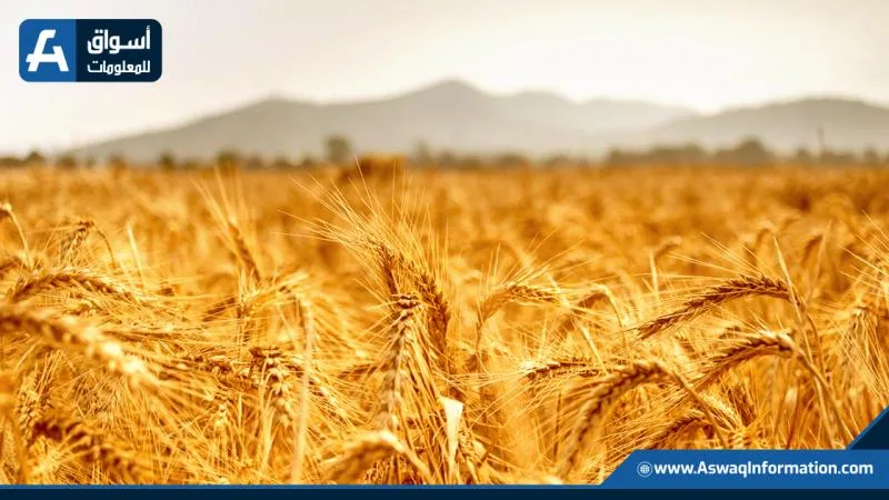 مجلس الوزراء: وصول 3.91 مليون طن من القمح المحلي إلى مواقع التخزين حتى الآن