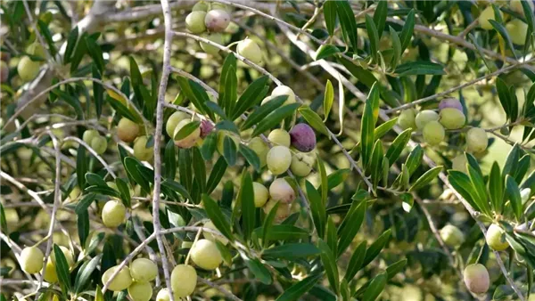 إرشادات فنية لمزارعي الزيتون في المحافظات