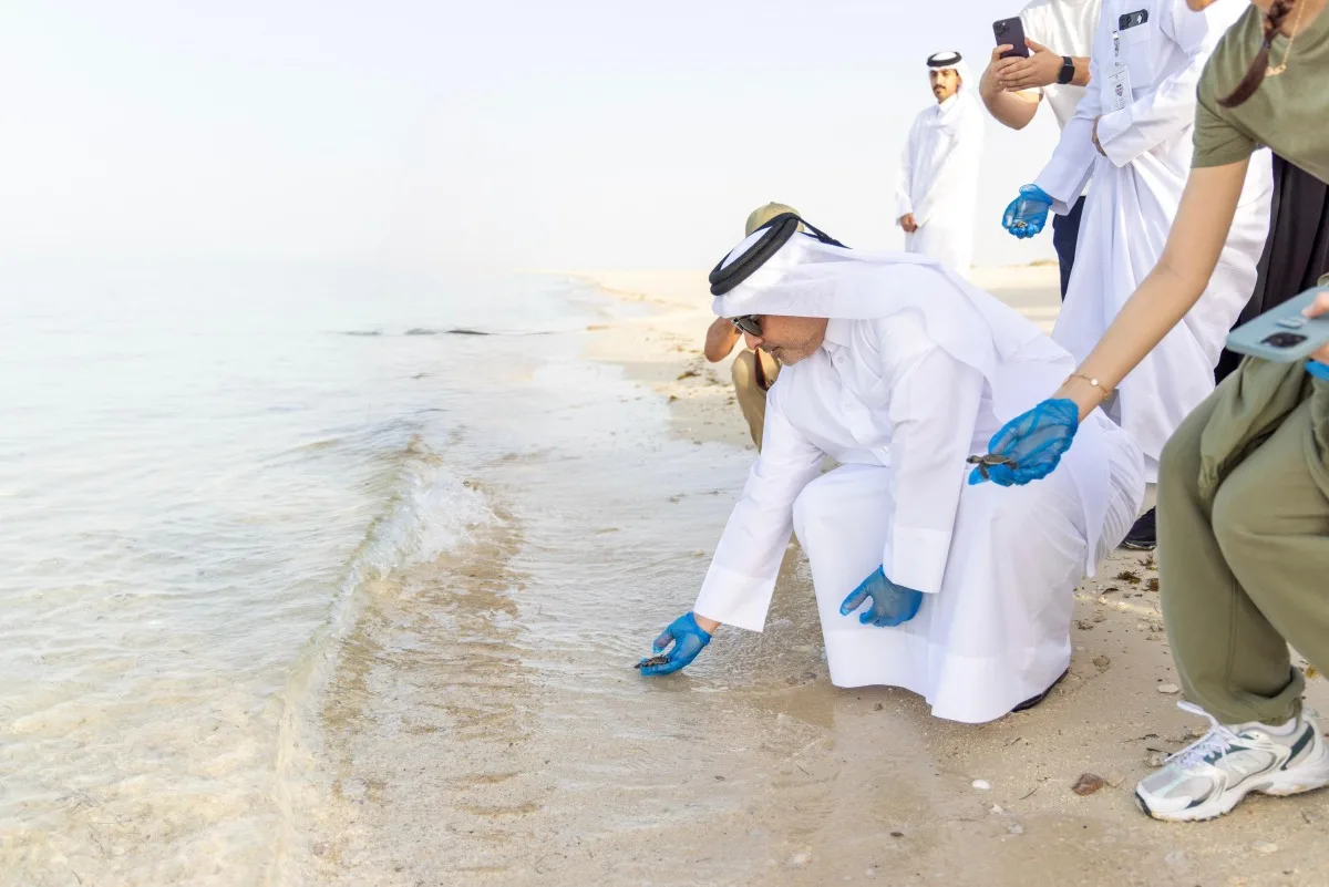 البيئة تطلق حملة لإعادة صغار السلاحف إلى شاطئ فويرط البيئة تطلق حملة لإعادة صغار السلاحف إلى شاطئ فويرط