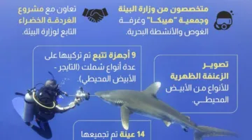 عاجل.. ما هي الطرق التي اعتمدتها مصر لرصد أسماك القرش في البحر الأحمر؟