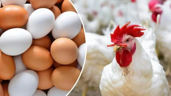 بعد تراجعها الكبير.. أسعار الدواجن تشهد مفاجآت في الأسواق اليوم بعد تراجعها الكبير.. أسعار الدواجن تشهد مفاجآت في الأسواق اليوم