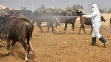 بالأرقام.. وزارة الصحة تكشف إحصائيات الحمى النزفية في جميع أنحاء العراق عبر تواصل