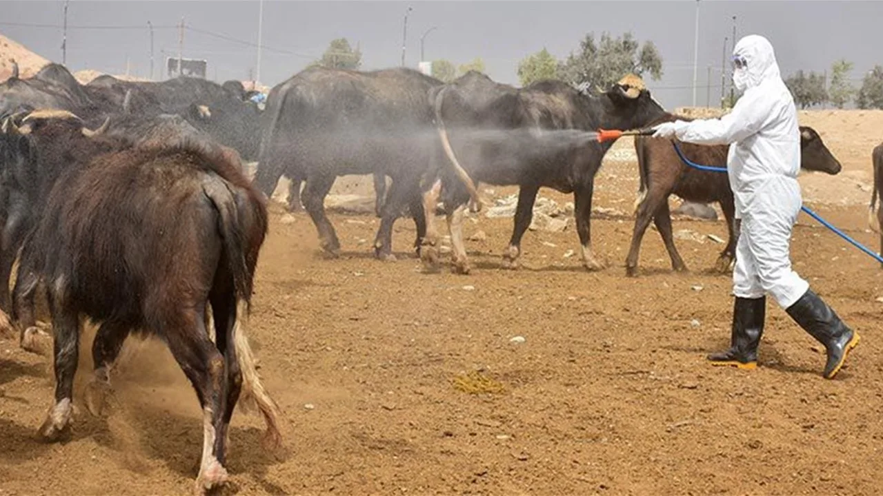 بالأرقام.. وزارة الصحة تكشف إحصائيات الحمى النزفية في جميع أنحاء العراق عبر تواصل بالأرقام.. وزارة الصحة تكشف إحصائيات الحمى النزفية في جميع أنحاء العراق عبر تواصل