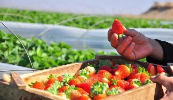 مصر تحقق 74.447 مليون دولار من صادرات الفراولة في الربع الأول من 2025 مصر تحقق 74.447 مليون دولار من صادرات الفراولة في الربع الأول من 2025