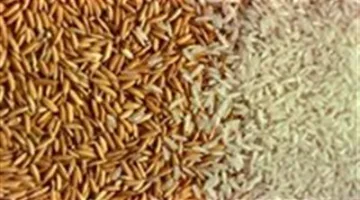 أسعار الأرز بالكيلو والطن في الأسواق اليوم الأربعاء 2 يوليو