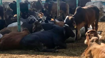 إيجار سوق للماشية بـ 126 مليون جنيه سنويًا.. مدير مكتب “الدستور” في البحيرة يوضح التفاصيل