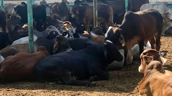 إيجار سوق للماشية بـ 126 مليون جنيه سنويًا.. مدير مكتب “الدستور” في البحيرة يوضح التفاصيل