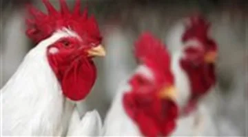أسواق الدواجن تشهد هدوءاً.. انخفاض جديد في أسعار الدجاج والبيض مع استقرار مستوى الإنتاج