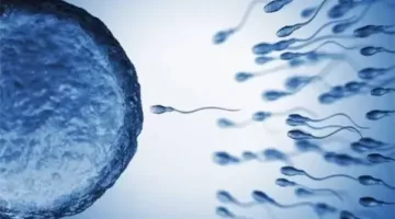 البلاستيك الدقيق يؤثر على الجهاز التناسلي.. هل يشكل خطرًا على خصوبة الإنسان؟