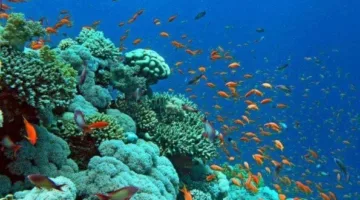أروع شواطئ البحر الأحمر: مياه صافية وتجارب لا تُنسى بين الغردقة والجونة