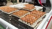 أسعار دجاج وبيض الأبيض والأحمر اليوم الخميس 3 يوليو