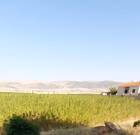 زراعة تعيد الأمل الى بعلبك - الهرمل.