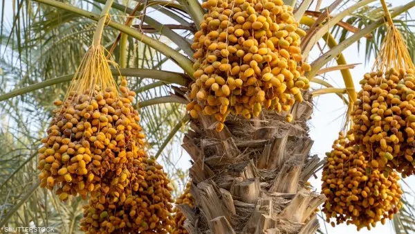 مصر في المقدمة عالميًا في إنتاج التمور وتوسيع زراعة الأصناف المخصصة للتصدير | نقيب الفلاحين يطلعنا على التفاصيل