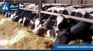 وزارة الزراعة تمنح 677 ترخيصًا لمشروعات الإنتاج الحيواني والدجاج في يونيو