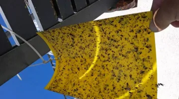 الذباب المصري يت invading إسرائيل وسط خوف المستوطنين