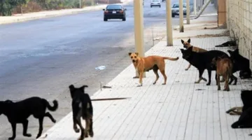 لتصحيح مشكلة الكلاب الضالة… اعتماد آلية لتنفيذ خطة في البلديات!