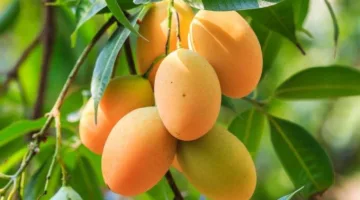 وفاة شخص بعد سقوطه من شجرة مانجو في قنا