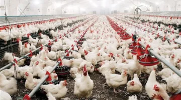 أسعار poultry والبيض في دمياط