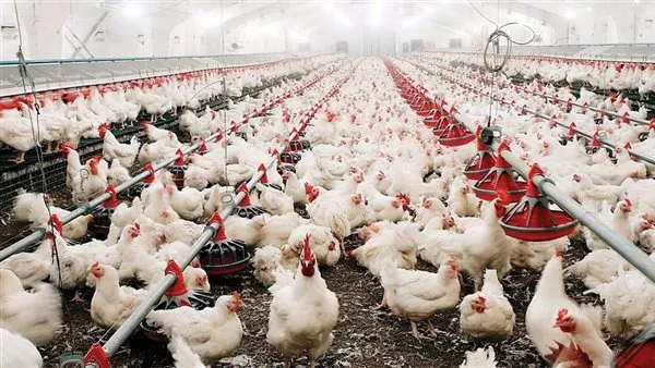 أسعار poultry والبيض في دمياط