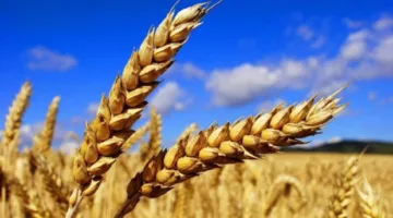 صربيا تتنبأ بنمو إنتاج القمح بنسبة 24% بحلول عام 2025