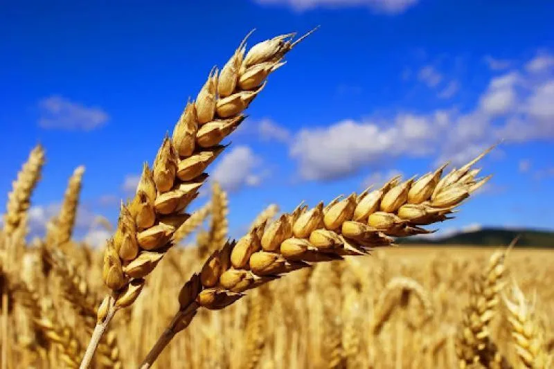 توقعات بحصاد غير مسبوق للقمح في رومانيا خلال موسم 2025/2026 توقعات بحصاد غير مسبوق للقمح في رومانيا خلال موسم 2025/2026