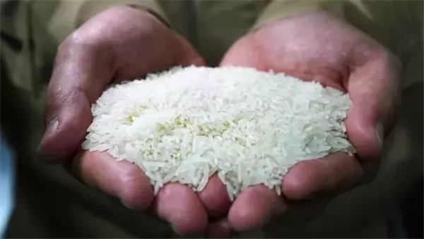 سعر طن الأرز البني اليوم السبت 5 يوليو 2025 في الأسواق سعر طن الأرز البني اليوم السبت 5 يوليو 2025 في الأسواق
