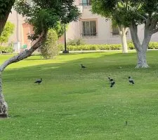 سكان مدينة الرحاب يعبرون عن استيائهم من تزايد الغربان: “أين الطيور والعصافير؟”