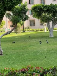 سكان مدينة الرحاب يعبرون عن استيائهم من تزايد الغربان: “أين الطيور والعصافير؟” سكان مدينة الرحاب يعبرون عن استيائهم من تزايد الغربان: “أين الطيور والعصافير؟”