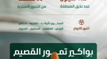 البيئة: موسم حصاد التمور في القصيم يعزز النشاط الاقتصادي في المملكة من خلال إنتاج 390 ألف طن