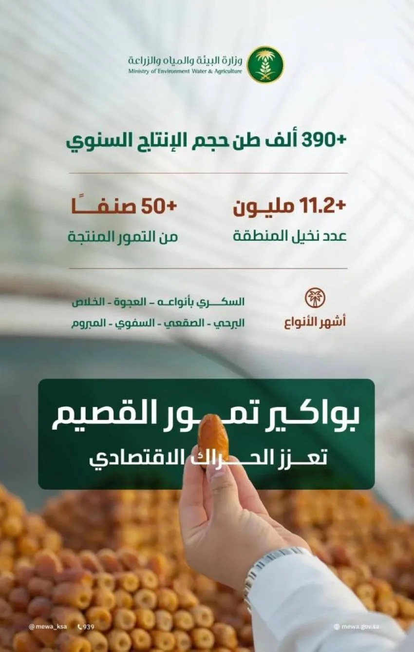 البيئة: موسم حصاد التمور في القصيم يعزز النشاط الاقتصادي في المملكة من خلال إنتاج 390 ألف طن