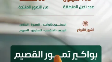 منطقة القصيم تبدأ موسم حصاد أولى أنواع التمور