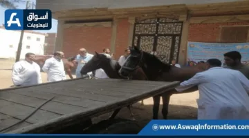 العيادات البيطرية تقدم الفحص والعلاج المجاني لأكثر من 63 ألف حيوان و61 ألف طائر في يونيو