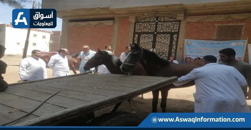 العيادات البيطرية تقدم الفحص والعلاج المجاني لأكثر من 63 ألف حيوان و61 ألف طائر في يونيو العيادات البيطرية تقدم الفحص والعلاج المجاني لأكثر من 63 ألف حيوان و61 ألف طائر في يونيو