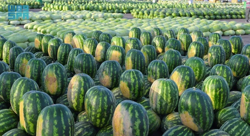 فاكهة الصيف: البطيخ يظهر مجددًا في الأسواق مع بداية موسمه وجذب للمتسوقين فاكهة الصيف: البطيخ يظهر مجددًا في الأسواق مع بداية موسمه وجذب للمتسوقين