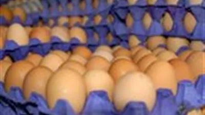 أسعار البيض والحليب والسمن ترتفع مجددًا.. ما هي توقعات التضخم في المواد الغذائية؟ أسعار البيض والحليب والسمن ترتفع مجددًا.. ما هي توقعات التضخم في المواد الغذائية؟