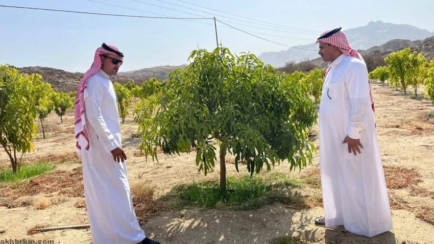 بيئة أضم: متابعة ميدانية لمزارع المانجو