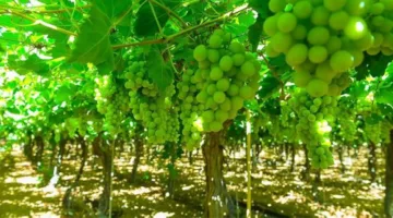 تبوك تُساهم بـ 38% من إنتاج العنب