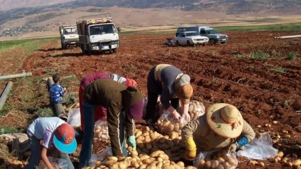 المزارعون في سوريا يتحضرون لموسم حصاد صعب نتيجة الإجراءات الإسرائيلية المزارعون في سوريا يتحضرون لموسم حصاد صعب نتيجة الإجراءات الإسرائيلية
