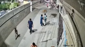 بالفيديو | قطة كبيرة تلاحق امرأة وصغيرين في حي سكني في باكستان