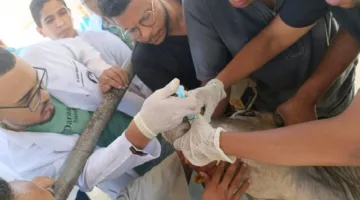 «كلية الطب البيطري بسوهاج» تستمر في تنظيم قوافلها الطبية وتقدم العلاج لـ843 حيوانًا في قرية الكولة