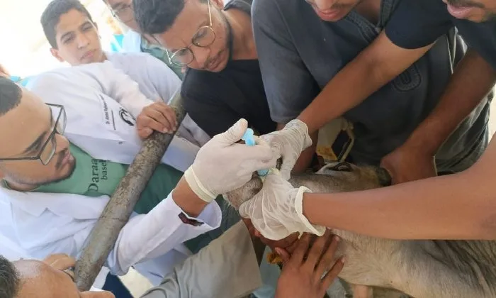 «كلية الطب البيطري بسوهاج» تستمر في تنظيم قوافلها الطبية وتقدم العلاج لـ843 حيوانًا في قرية الكولة