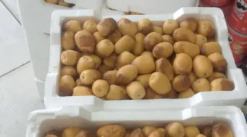 الرطب revitalizes date markets in valley provinces