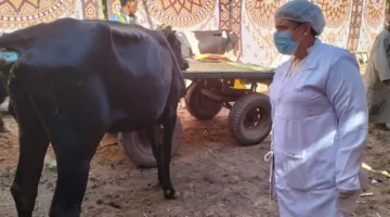 السبت المقبل.. بدء حملة التطعيم ضد مرض الحمى القلاعية في الأقصر