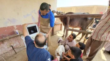 الزراعة: إجراء تلقيح اصطناعي لـ 35 ألف رأس من الماشية