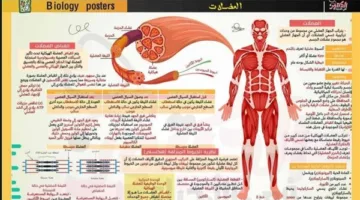 16 ورقة لمراجعة ليلة امتحان الأحياء للصف الثانوي 2025