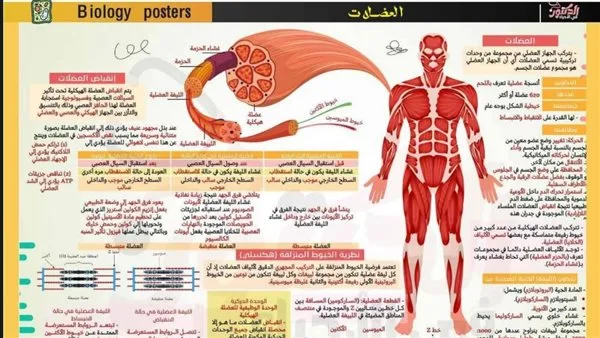16 ورقة لمراجعة ليلة امتحان الأحياء للصف الثانوي 2025 16 ورقة لمراجعة ليلة امتحان الأحياء للصف الثانوي 2025