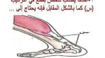 مراجعة ليلة امتحان الأحياء لـ الثانوية العامة 2025 في 17 ورقة