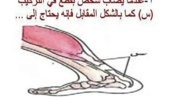 مراجعة ليلة امتحان الأحياء لـ الثانوية العامة 2025 في 17 ورقة مراجعة ليلة امتحان الأحياء لـ الثانوية العامة 2025 في 17 ورقة