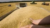 روسيا تعيد تشكيل خريطة الأمن الغذائي.. خبيرة تشير إلى أن الشرق الأوسط هو أكبر المستفيدين